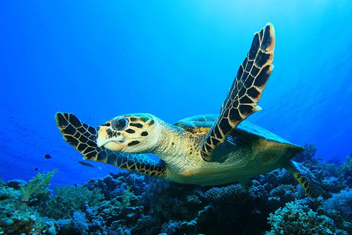 How Do Animals Breathe Underwater?
