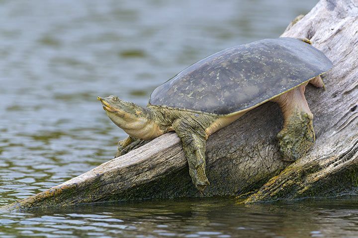Spiny Softshell Turtle