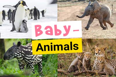Baby Animals