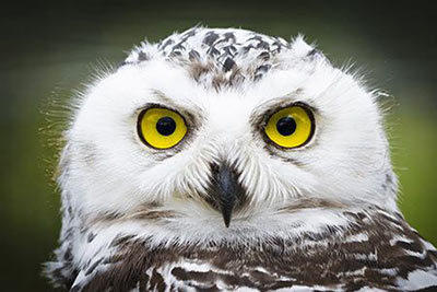 Snowy Owl