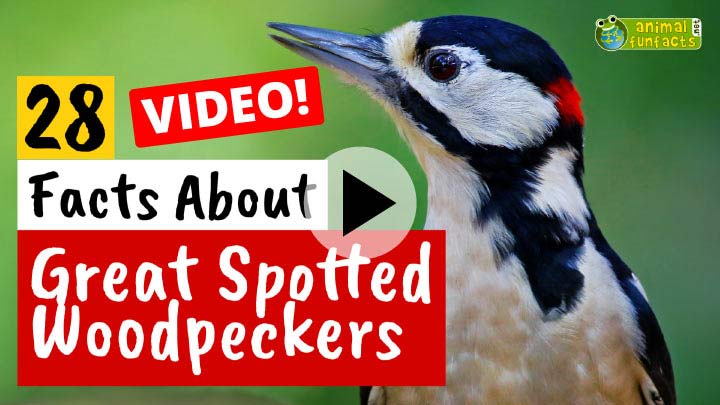 Great Spotted Woodpecker Video