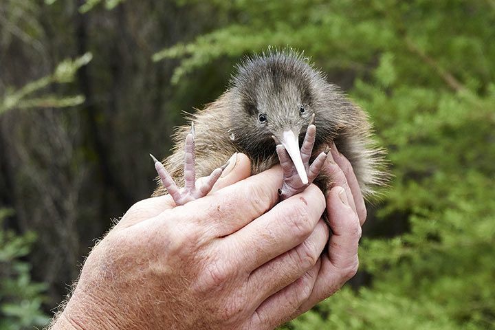 Kiwi - Animal Facts for Kids - Characteristics & Pictures
