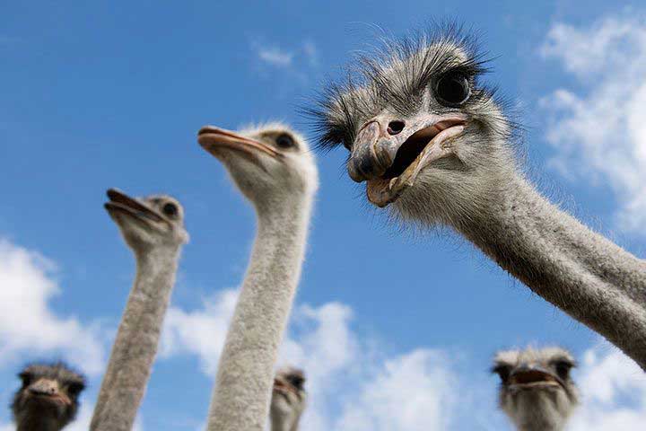 Ostrich - Animal Facts for Kids - Characteristics & Pictures