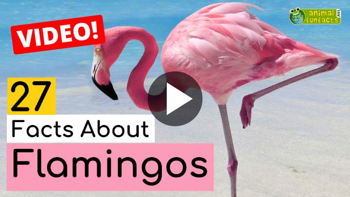 Flamingo Video