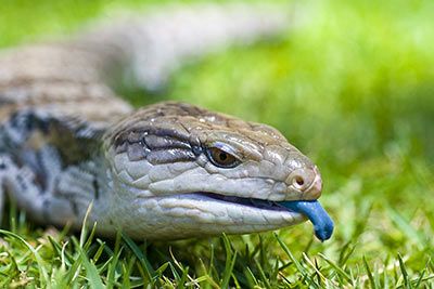 Common Blue-Tongued Skink