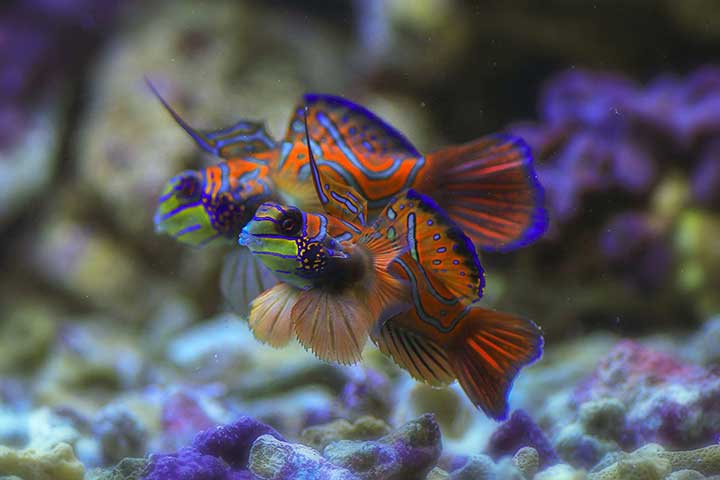 Mandarin Fish