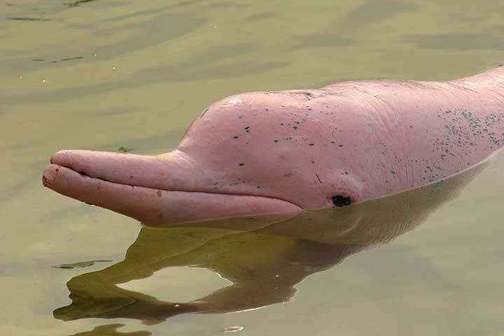 Pink Animals