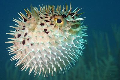Animals with Spikes and Spines