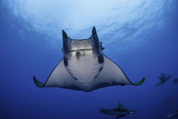 Giant Oceanic Manta Ray
