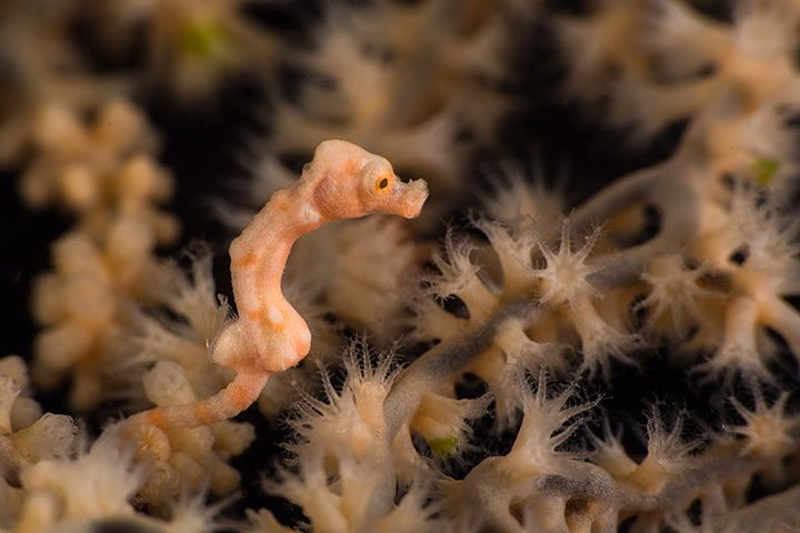 Denise's pygmy seahorse