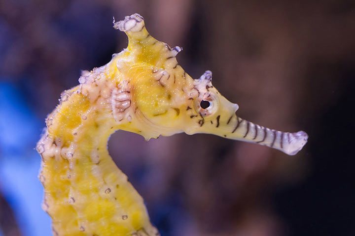 Seahorse - Animal Facts for Kids - Characteristics & Pictures