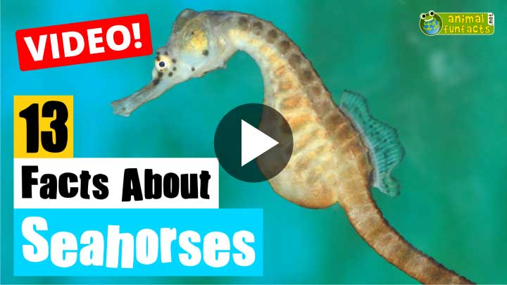 Seahorse Video