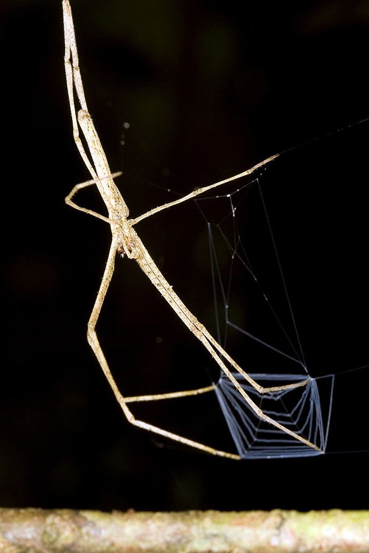 Net-Casting Spider