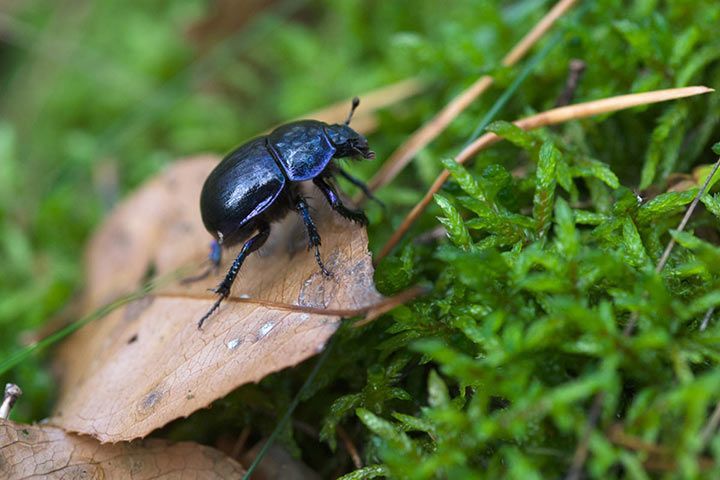 Dor Beetle