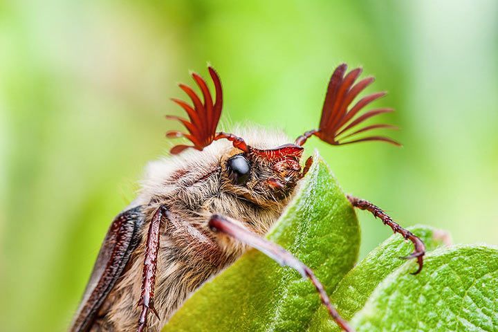 May Bug