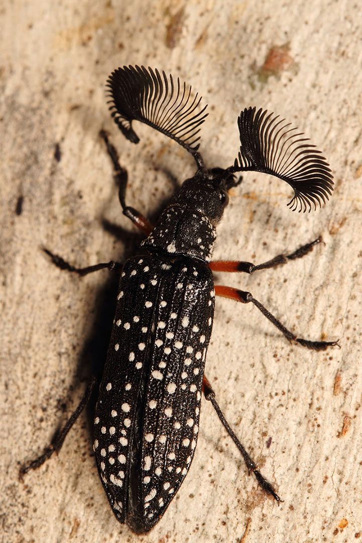 Feather Horned Beetle