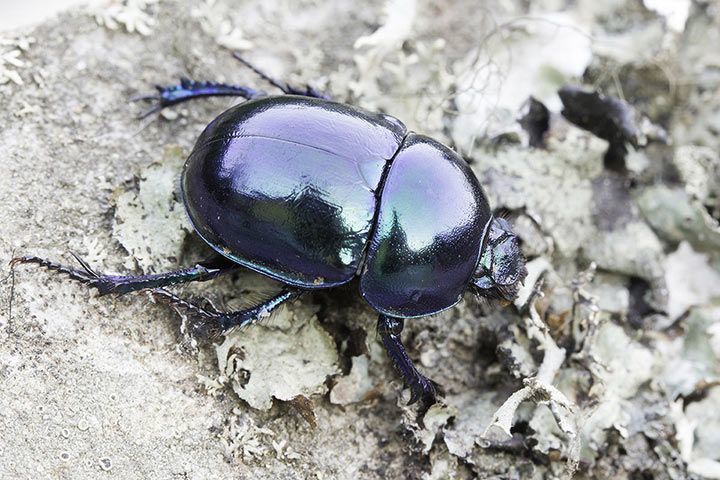 Spring Dor Beetle Facts