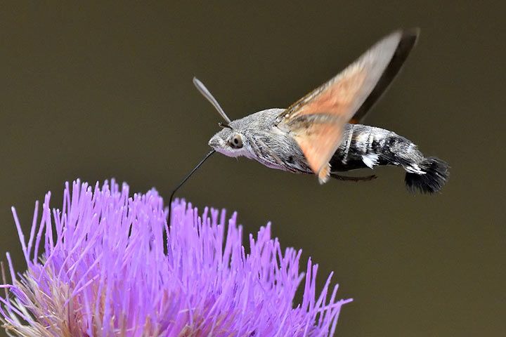Hummingbird Hawk-Moth