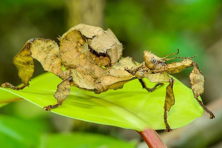 Walking Leaf - Animal Facts for Kids - Characteristics & Pictures