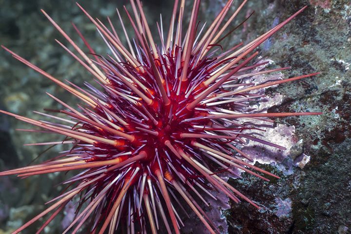 8 Animals That Use Spikes and Spines as Tools