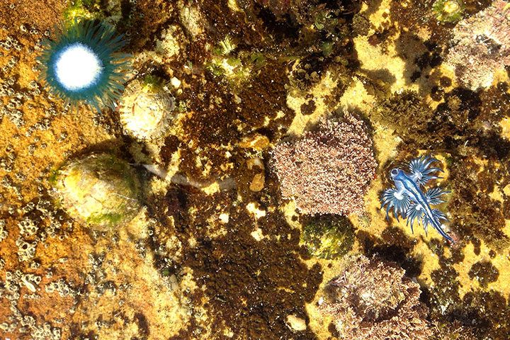 Blue Ocean Slug