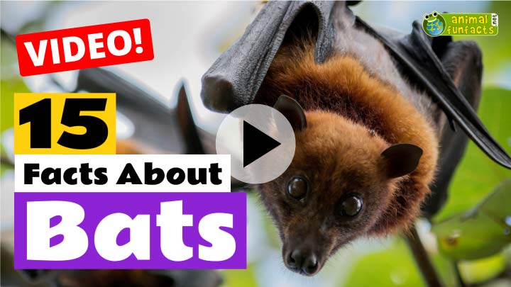 Bat Animal Profile Video