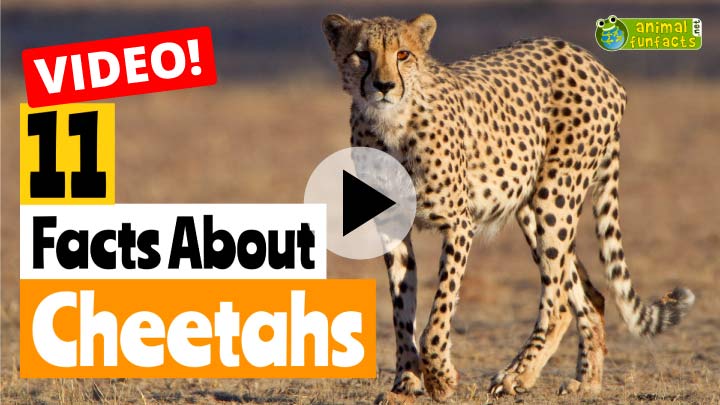 Cheetah - Animal Facts for Kids - Characteristics & Pictures