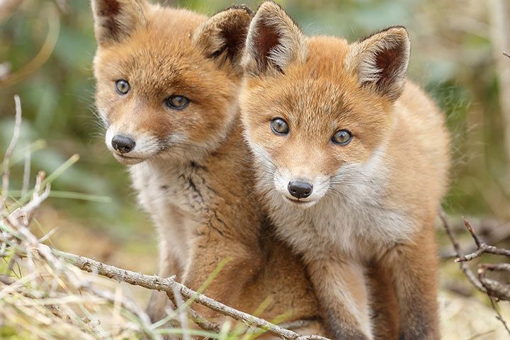 juvenile Red Foxes 3 D Ansichtskarte:zwei junge Rotfüchse 