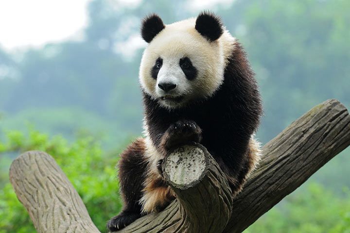 Giant Panda - Animal Facts for Kids - Characteristics & Pictures