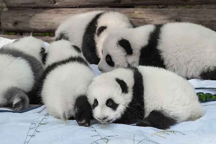 Giant Panda Babies