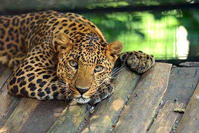 Jaguar or Leopard?