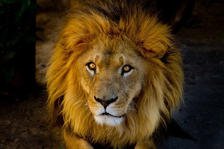 African Lion - Animal Facts for Kids - Characteristics & Pictures