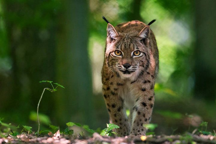 Lynx - Animal Facts for Kids - Characteristics & Pictures