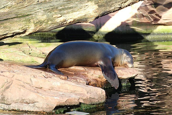 Famous Animals: Hoover - The Talking Seal