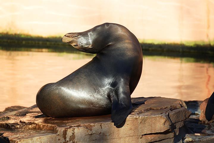 Famous Animals: Hoover - The Talking Seal
