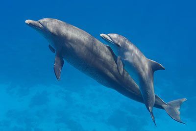 Dolphin Fact Sheet