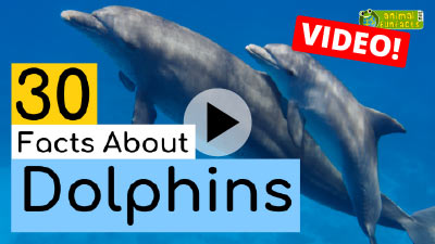 Video Dolphin