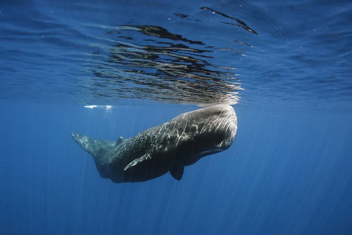 Animals That Are Best at Holding Breath Underwater