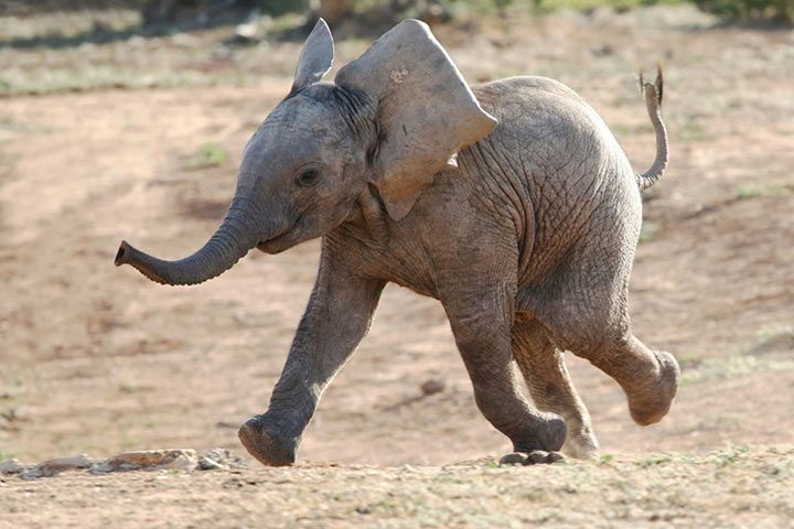 African Elephant - Animal Facts for Kids - Size, Weight, Trunk