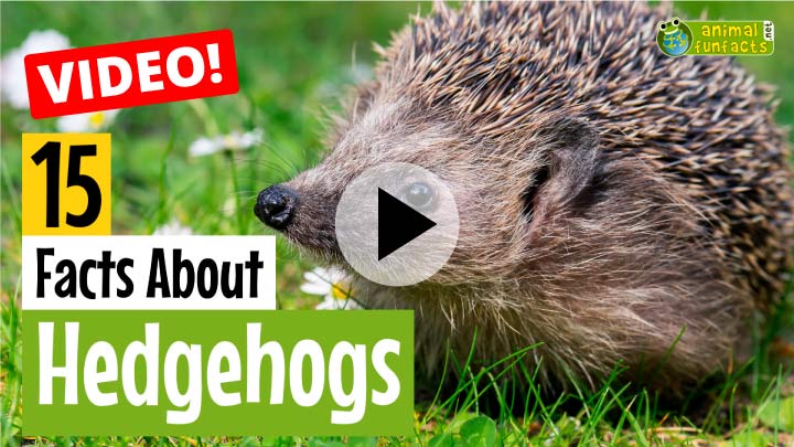 Hedgehog Animal Profile Video