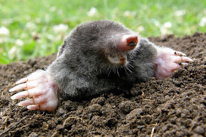 Mole - Animal Facts for Kids - Characteristics & Pictures