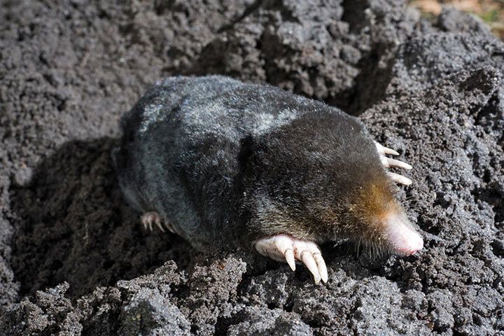 Mole - Animal Facts for Kids - Characteristics & Pictures