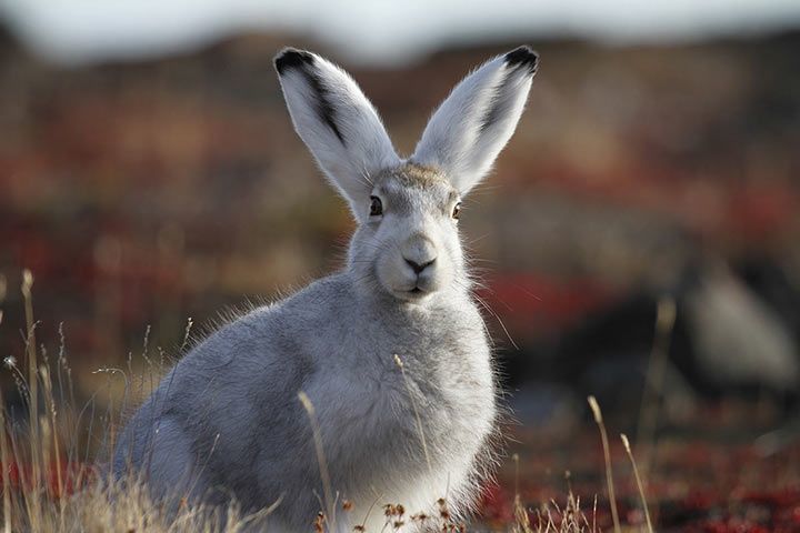 Arctic Hare - Animal Facts for Kids - Characteristics & Pictures