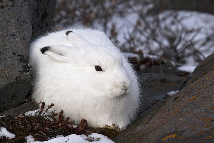 Arctic Hare - Animal Facts for Kids - Characteristics & Pictures