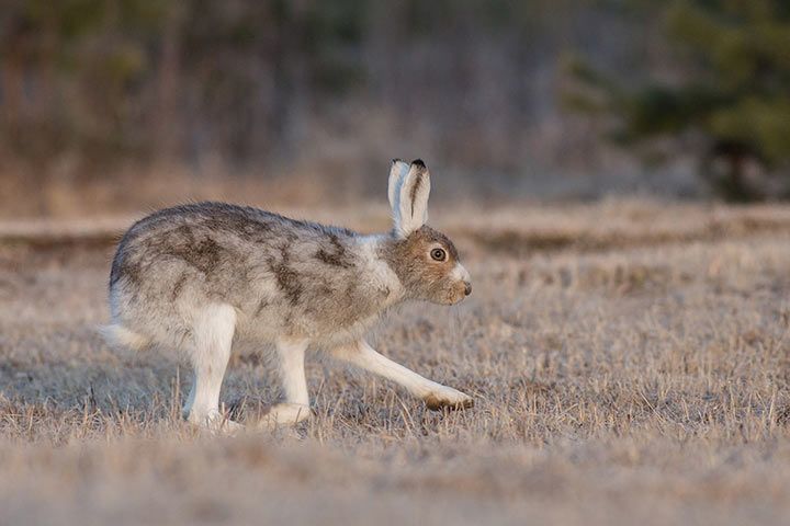 Arctic Hare