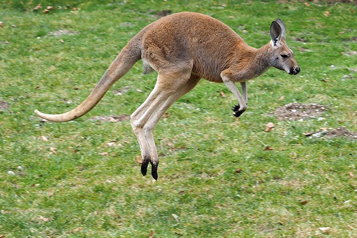The Highest Jumping Animals