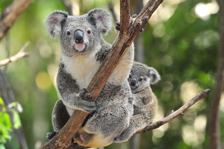 Koala - Animal Facts for Kids - Characteristics & Pictures
