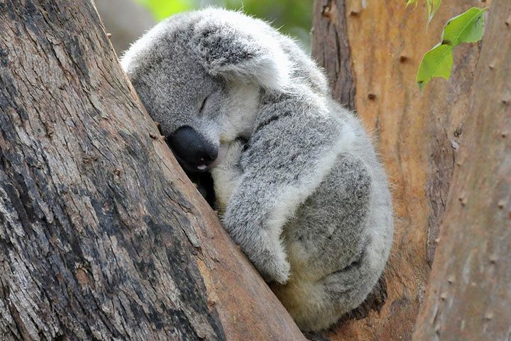 Top 9 Animals That Sleep the Most
