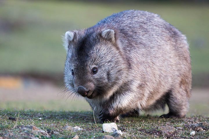 Wombat - Animal Facts for Kids - Characteristics & Pictures