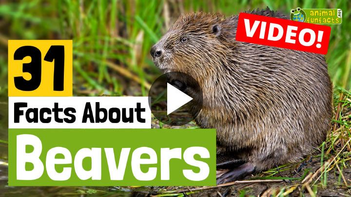 Beaver Video
